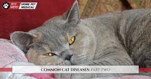 These results are consistent with the hypothesis that allogrooming in domestic cats may be a way of redirecting aggression. Clinic Services Common Cat Diseases Part Two