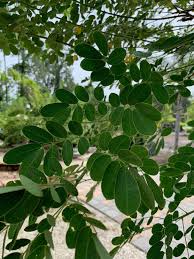 Image result for Cassia burttii