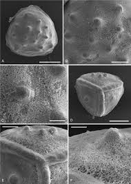 Image result for Isoetes alstonii