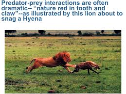 Predator Prey Interactions Lecture Content Ppt Video Online Download They have evolved over centuries to improve as hunters and trappers. predator prey interactions lecture
