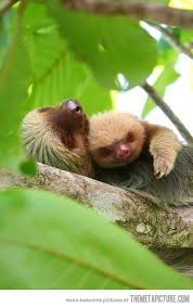 135 Cute Baby Animal Hayvanlar Hayvan Doga