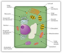 Check spelling or type a new query. Plant And Animal Cell Drawing Easy Novocom Top