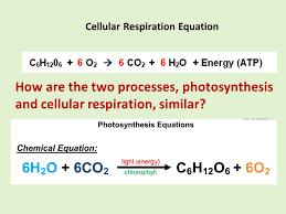 Write And Label The Photosynthesis Equation In Your Journal 1 Which Of The Substances In The Photosynthesis Equation Are Elements 2 Which Of The Substances Ppt Download