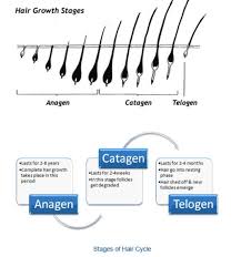 28 Albums Of Hair Transplant Hair Growth Timeline Explore