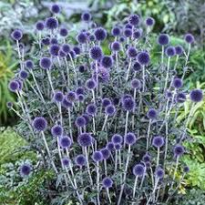 Check spelling or type a new query. 8 Best Dog Safe Plants Full Sun Ideas Plants Dog Safe Plants Planting Flowers