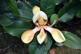 Image result for Magnolia delavayi