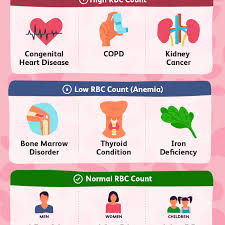 understanding the red blood cell rbc count