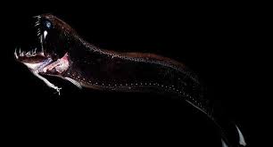 Maybe you would like to learn more about one of these? Terlihat Aneh 7 Ikan Dari Laut Dalam Akan Membuatmu Merinding Pt 1