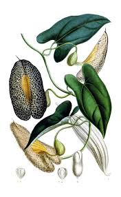 Image result for Aristolochia odoratissima L.
