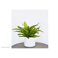 Image result for Asplenium christii