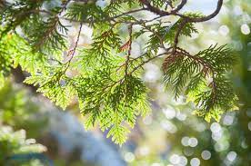 We did not find results for: Why Cedar Tree Branches Are Turning Brown