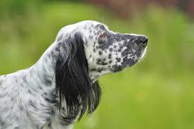 Image result for anglický setr lawerak