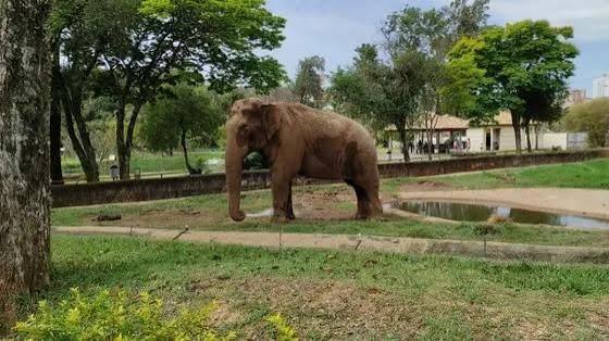 Elefante Sandro ser&aacute; transferido para santu&aacute;rio em Chapada dos Guimar&atilde;es :: Olhar Alerta