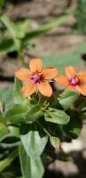 Image result for Anagallis barbata