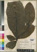 Image result for Gardenia imperialis