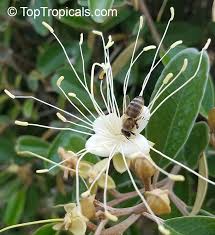 Image result for Capparis citrifolia