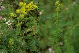 Image result for Galium verum