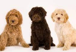Puppies and kitties australian labradoodle puppies goldendoodle puppy goldendoodle animals dog crossbreeds doodles sf australian labradoodle breeder in the san francisco bay area, northern california. Home Labradoodle Puppies Blossom Ranch Labradoodles