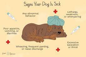 Since your pet cannot tell you what's wrong, you should keep an eye out for certain symptoms. Signs Of Illness In Dogs