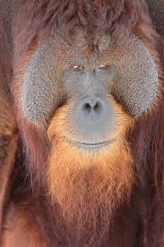 Recent examples on the web according to zoo officials, inji is believed to be the world's oldest orangutan. Orangutan Of The Month For Jan 2019 Jono Official Orangutan Foundation International Site