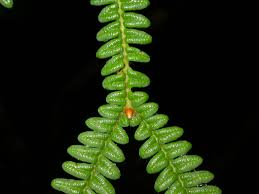 Image result for Gleicheniaceae