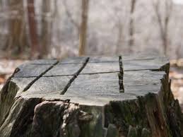 Maybe you would like to learn more about one of these? 25 Tree Stump Ideas For A Quirky Yard With Pictures 2021 Own The Yard