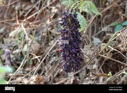 Image result for Sphedamnocarpus pruriens