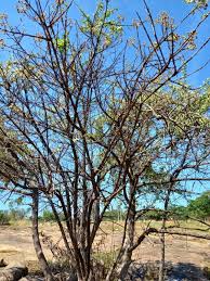 Image result for Vitex payos