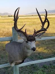 Deer shoulder mount | mule deer & whitetail shoulder mounts. Mule Deer Taxidermy Mounts Hunt Talk