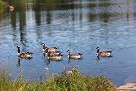 We did not find results for: Alberta Wetlands Alberta Institute For Wildlife Conservation