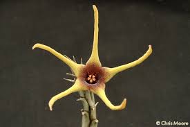 Image result for Orbea lugardii