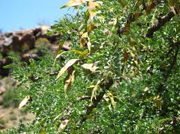 Image result for Albizia anthelmintica