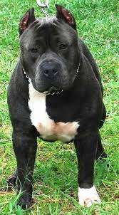 Pin By Alexis Bachmeier On The Worlds Most Misunderstood Breed Pitbull Terrier Dogs Pitbull Dog