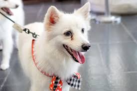 Apr 26, 2019 · add a daily teaspoon of white vinegar to your dog's water bowl to suppress the frequency and severity of tear stains. How To Get Rid Of Tear Stains On Dogs Great Pet Care