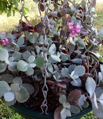 Kalanchoe Pumila In A Hanging Basket Hanging Baskets Succulents Cactus