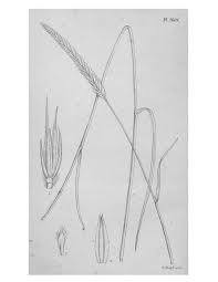 Image result for Monadenium filiforme