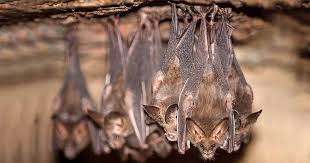 Apply the gel or spray the liquid in and around the areas where the bats are nesting. How To Attract Bats To Your Yard And Garden Gardener S Path