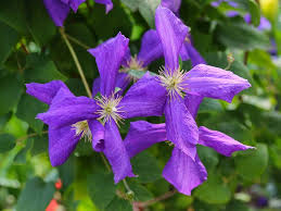 Maybe you would like to learn more about one of these? How To Grow Summer Flowering Clematis Saga