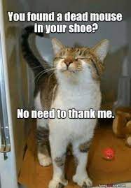 Motivational Cat Memes Hilarious