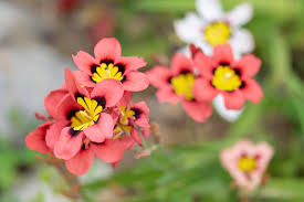 Image result for Sparaxis