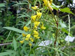 Image result for Corchorus olitorius