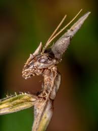 Image result for Empogona ruandensis