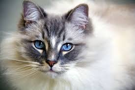 what breed is my cat cat articles