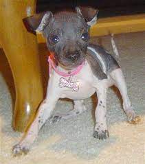 The american hairless terrier, a louisiana native, is a smart, inquisitive, and playful dog that comes in hairless and coated varieties. American Hairless Terrier Sui At 9 Weeks Old Hairless Beauty Terrier Dog Breeds Terrier Dogs Dog Breeds Pictures
