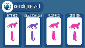kedi kilo cetveli kedilerin ideal kilosu nasil anlasilir