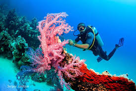 Dive Hurghada 2020 Alles Wat U Moet Weten Voordat Je Gaat Tripadvisor