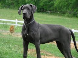 The great dane is believed to have dated back as far as 2200 b.c. Saved By Dogs Look Out Reindeer If Great Danes Learn To Fly Blue Great Danes Great Dane Puppy Great Dane Breeders