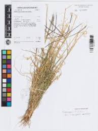 Image result for Enteropogon