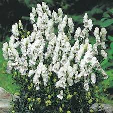 Image result for Aptosimum elongatum