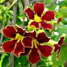 Image result for Markhamia zanzibarica